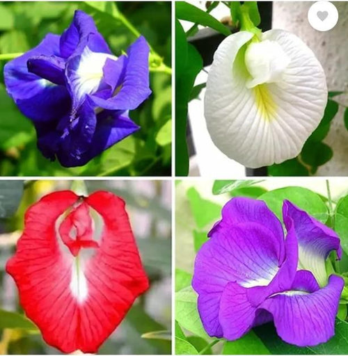 Aparjita Seeds Mixed Hybrid Colors (Pack of 1)