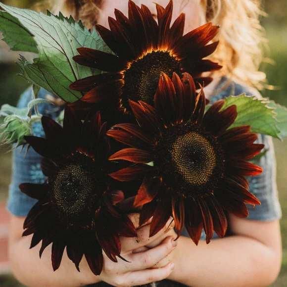 Chocolate Sunflower Seeds